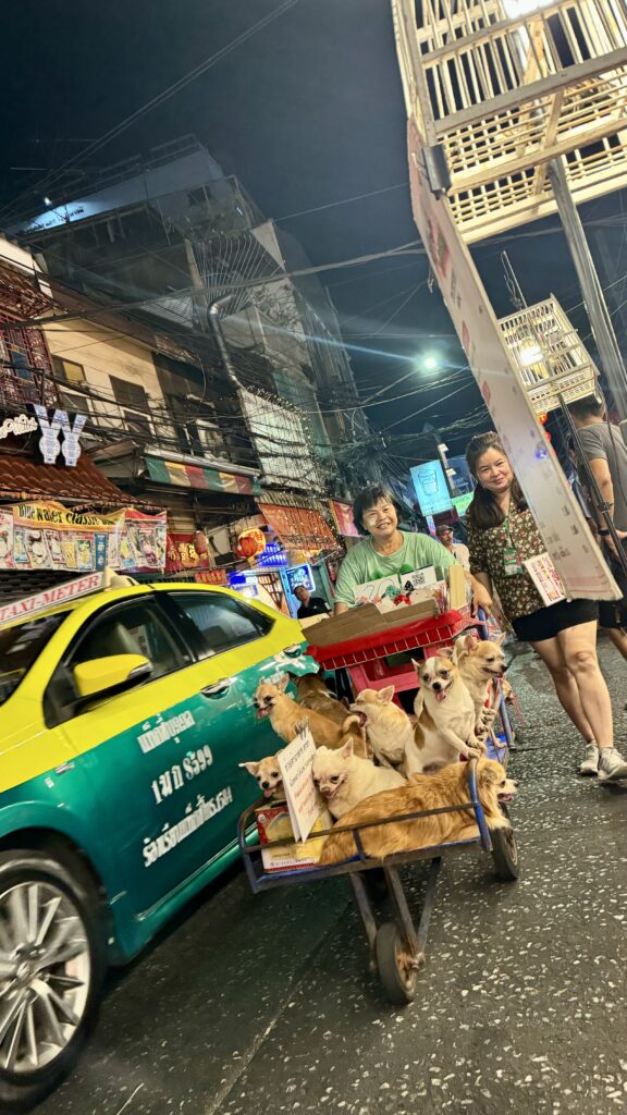 China Town Bangkok Hundewagen