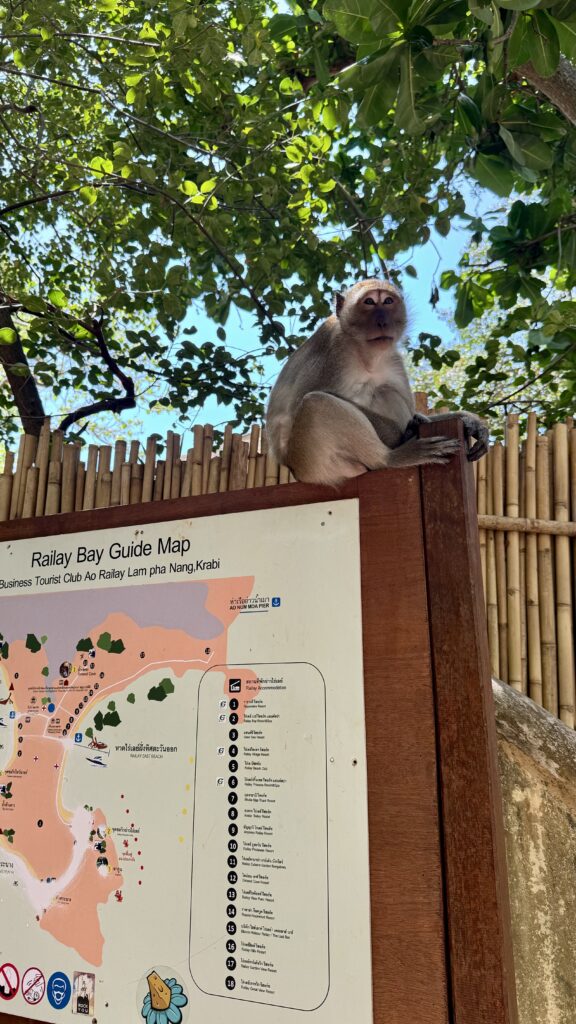 Railay Beach Affe