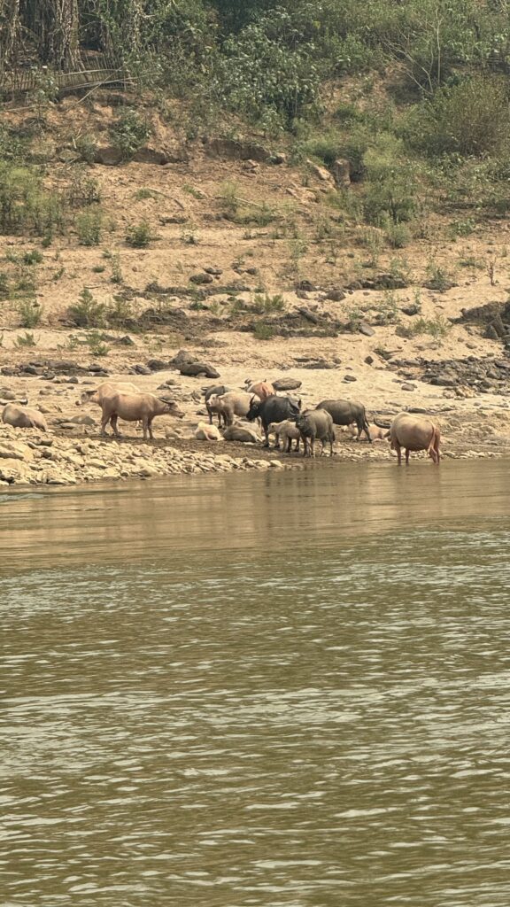 Mekong Wasserbüffel