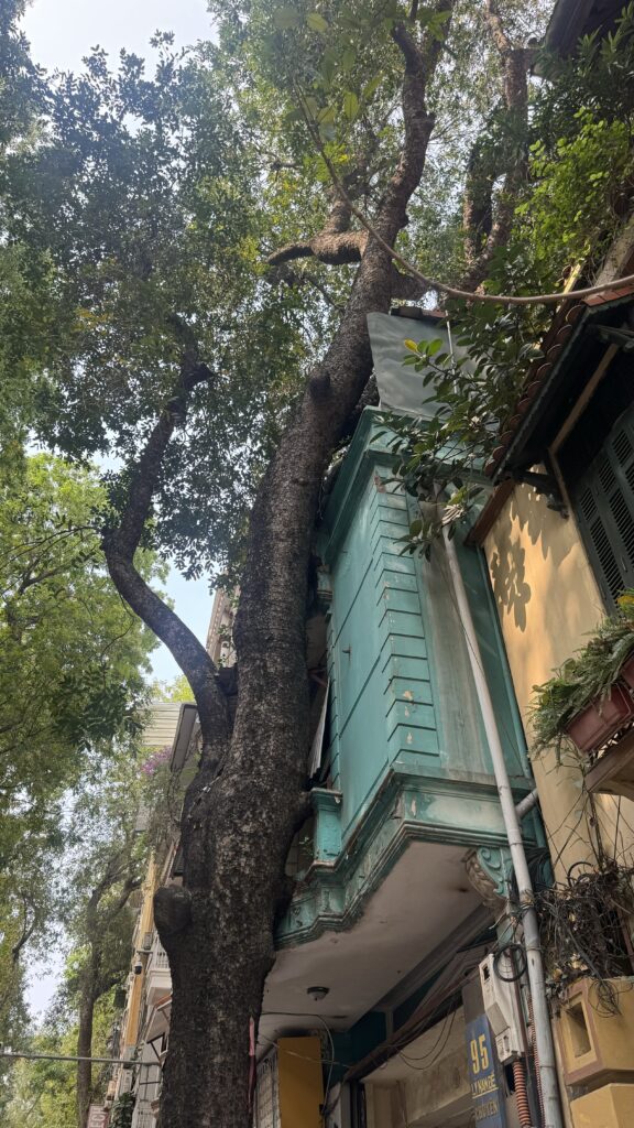 baum Hanoi