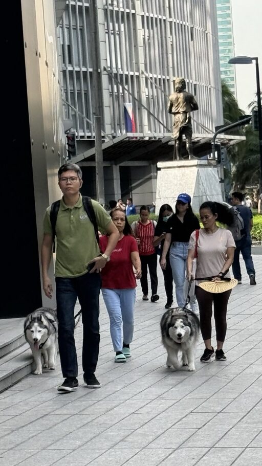 huskys in makati