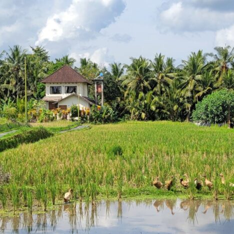 Alles gut in Ubud