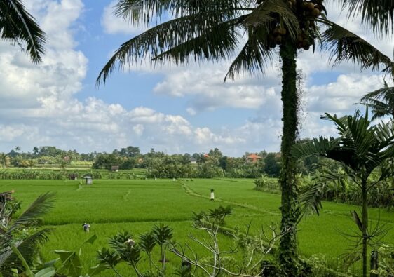 Ubud reisfeld