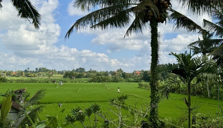 Ubud reisfeld