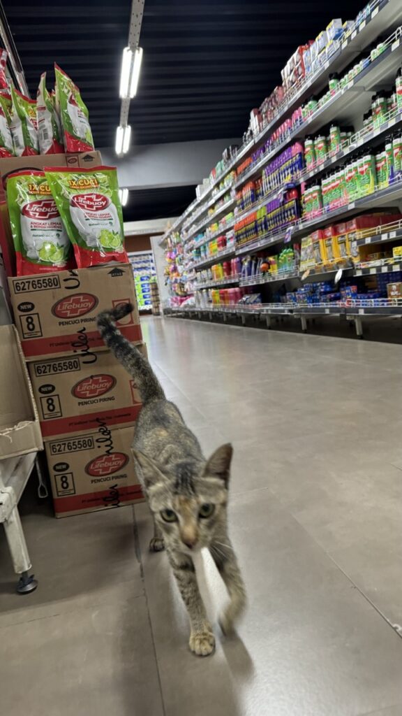 Supermarkt Katze