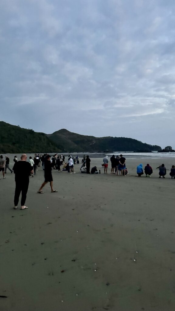 Kängurus am Strand mit Menschen