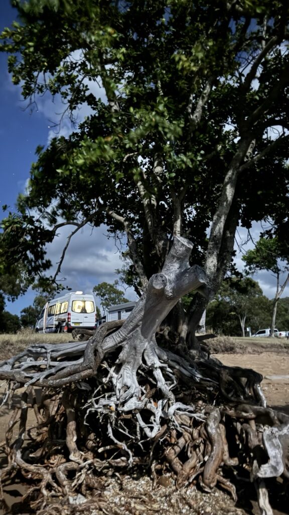 Camper bei Vollmond mit Mangrove