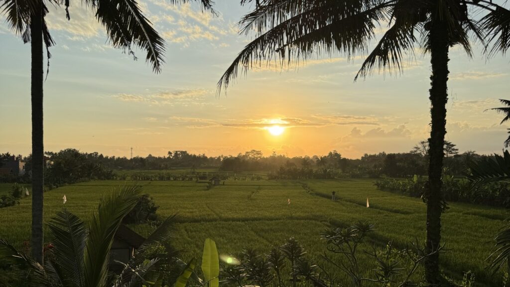 Ubud reisfeld