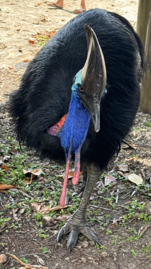 cassowary etty beach