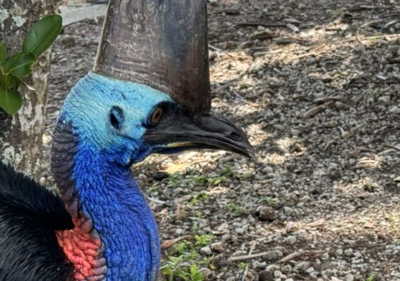 Cassowary Kopf