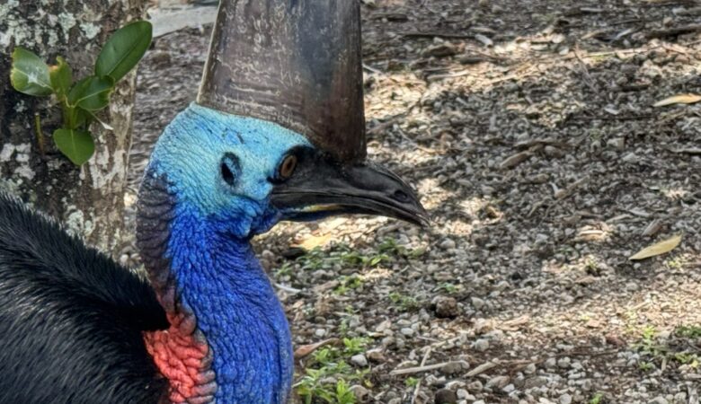 Cassowary Kopf