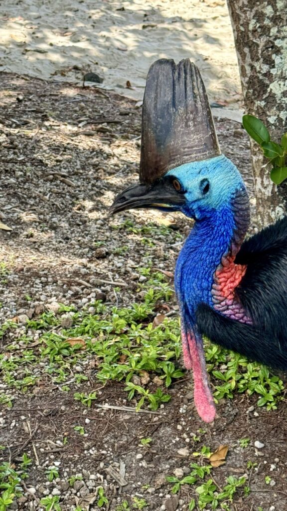 cassowary etty beach