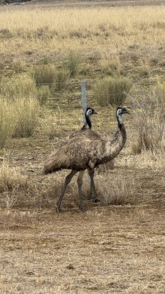 emus