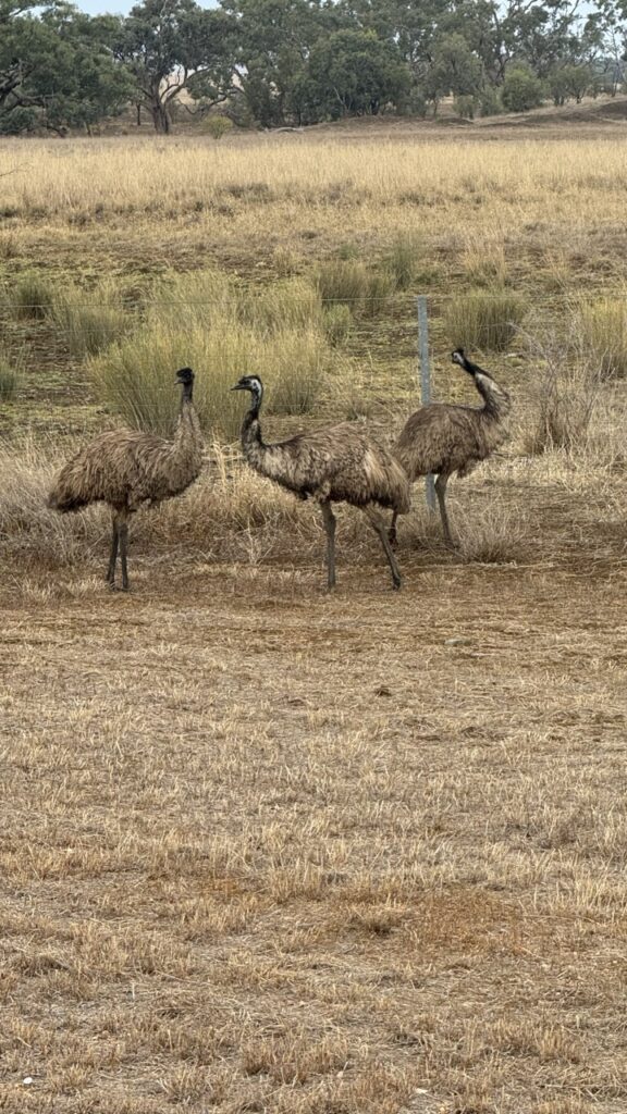 emus