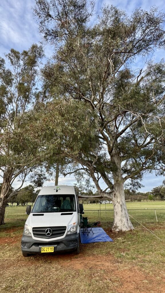 gulgong showground