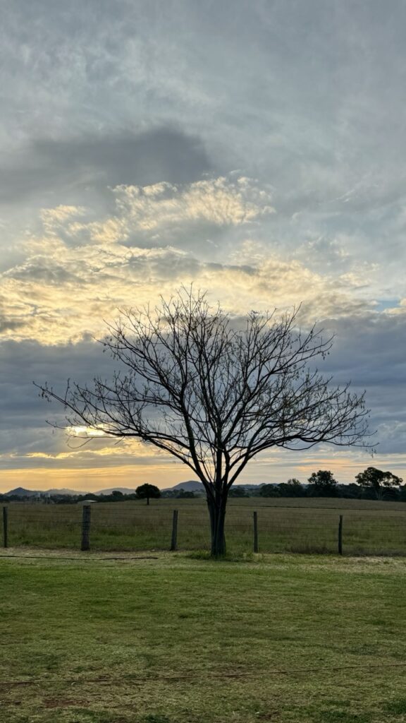 gulgong showground