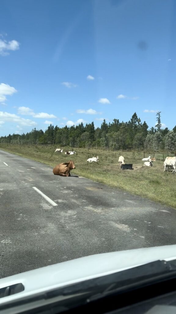 kuh auf strasse