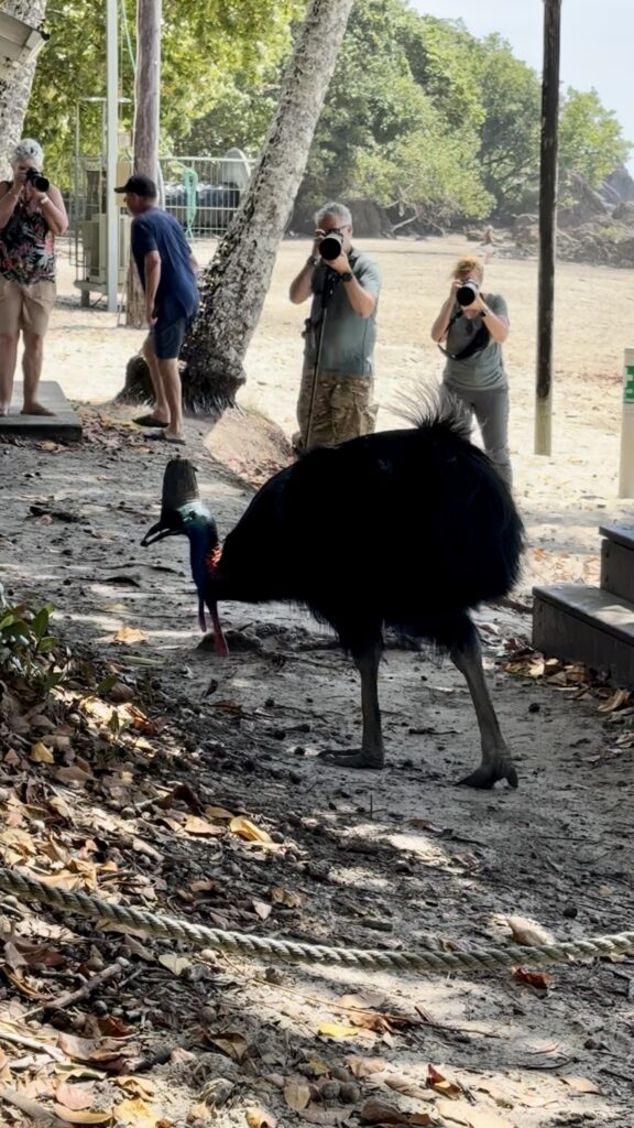 cassowary etty beach