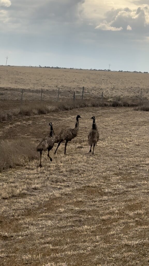 emus