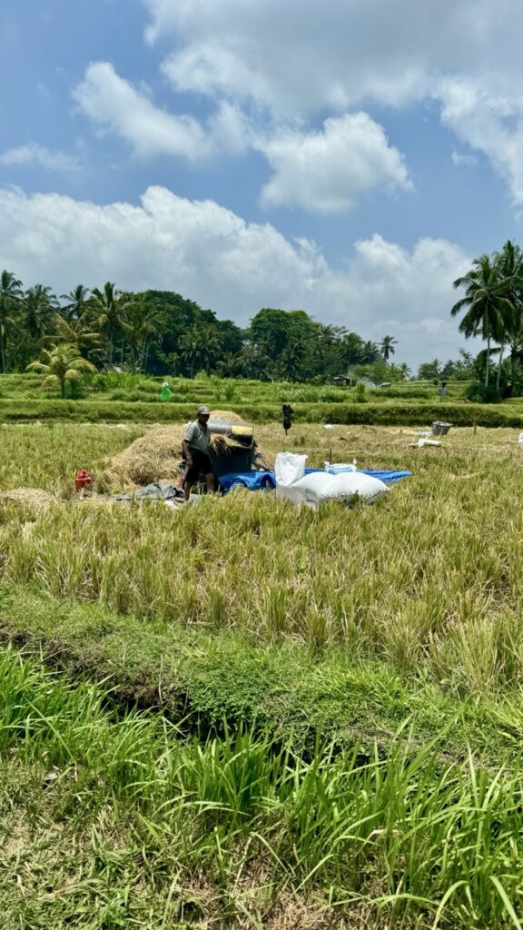 Reisfelder Ubud