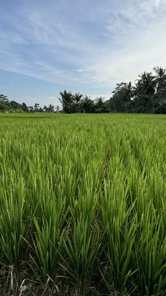 Reisfelder Ubud