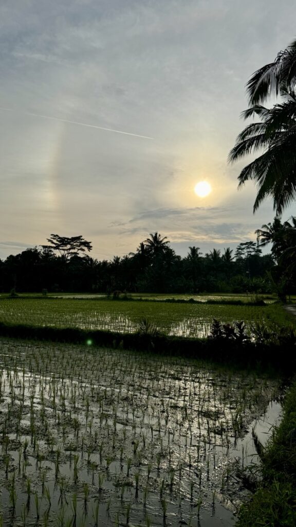 Reisfelder Ubud