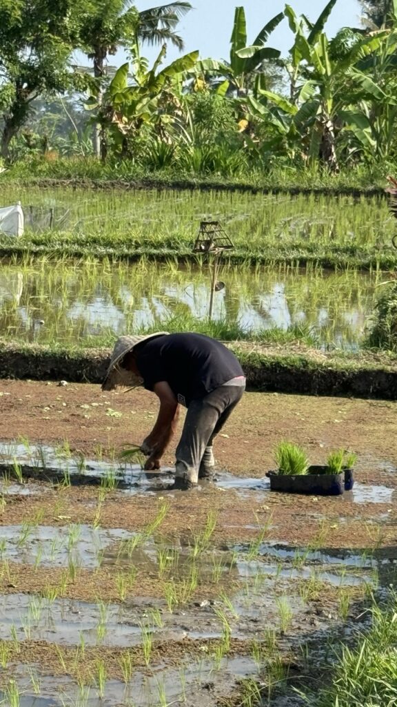 Reisfelder Ubud