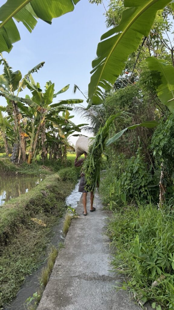 Reisfelder Ubud