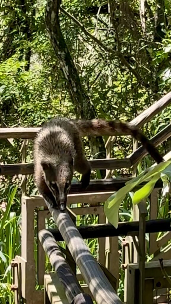 coaties iguazu fälle argentinische seite