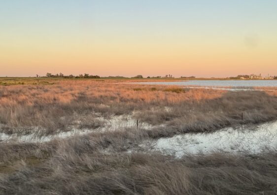 pampas argentinien