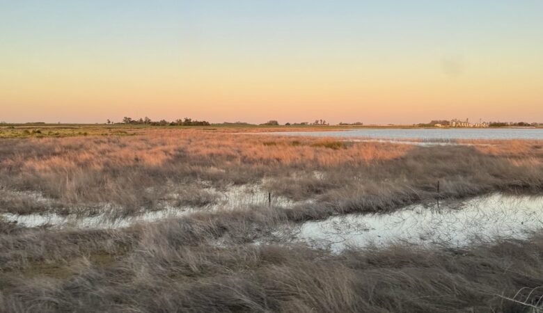 pampas argentinien