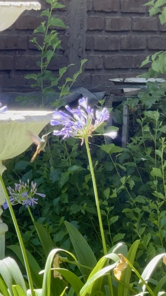 kolibri bei blüte